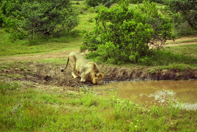 Lion at watering hole